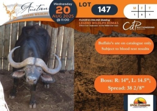 BOMA 2 - 1 X Buffalo (Subject to test results) M:1 DVM Farming