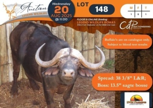 BOMA 4 - 1 X Buffalo (Subject to test results) M:1 DVM Farming
