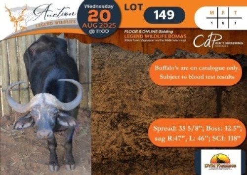 BOMA 6 - 1 X Buffalo (Subject to test results) M:1 DVM Farming