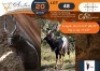 1 X Nyala M:1 Due Wild