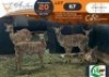 5 X Nyala M:1 V/F:4 Morgan Trading (Per Piece to take the lot/Per stuk om lot te neem)