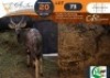 1 X Nyala M:1 Morgan Trading