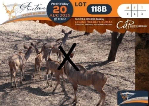 CAMP A1.B - 4 X Kudu V/F:4 Legend Wildlife (Per Piece to take the lot/Per stuk om lot te neem)