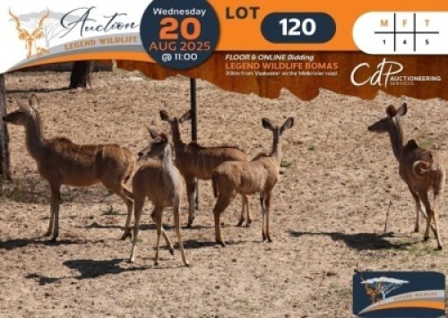 CAMP A3 - 5 X Kudu M:1 V/F:4 Legend Wildlife (Per Piece to take the lot/Per stuk om lot te neem)