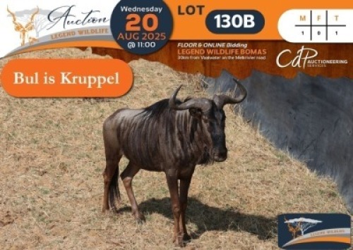 CAMP B1.B - 1 X Blue Wildebeest M:1 Legend Wildlife