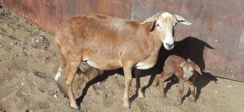 4 X MEATMASTER OOI LOFDAL FOURIE BOERDERY - ONAANGETEKEN