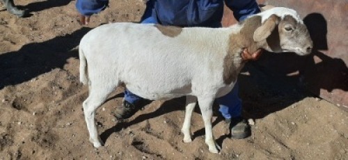 4 X MEATMASTER OOI LOFDAL FOURIE BOERDERY - ONAANGETEKEN