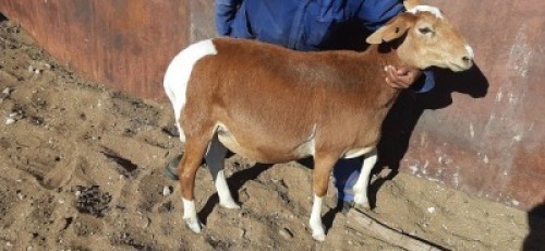 4 X MEATMASTER OOI LOFDAL FOURIE BOERDERY - ONAANGETEKEN