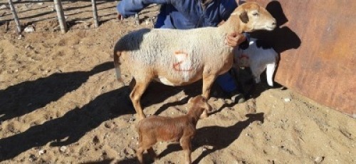 4 X MEATMASTER OOI LOFDAL FOURIE BOERDERY - ONAANGETEKEN