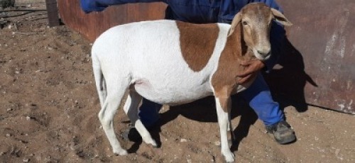 4 X MEATMASTER OOI LOFDAL FOURIE BOERDERY - ONAANGETEKEN