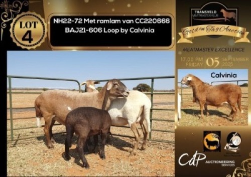 1+1 X MEATMASTER NOT RECORDED EWE NEW HEAVEN