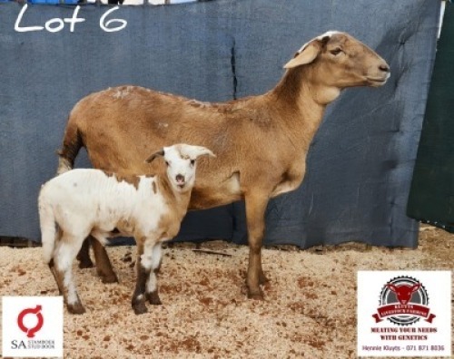 WITHDRAWN - 1 X MEATMASTER EWE