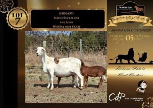 1+2 X MEATMASTER RECORDED EWE HAKUNA MATATA MEATMASTERS