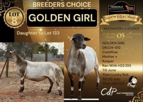 1 X MEATMASTER NOT RECORDED PREGNANT EWE DAGGER BOYZ MEATMASTERS