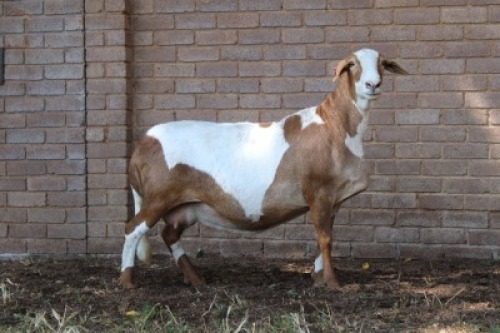 WITHDRAWN - 1 X MEATMASTER EWE