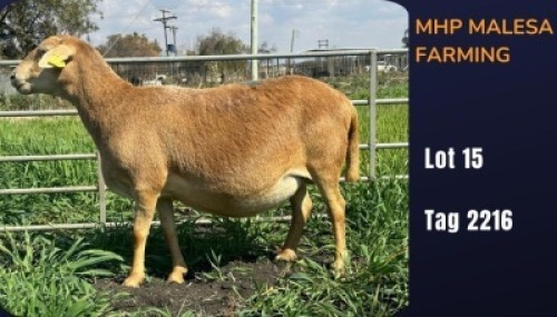1+1 X MEATMASTER NOT RECORDED EWE MHP MALESA FARMING