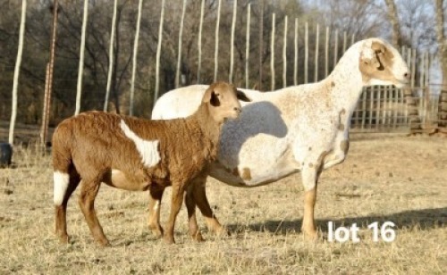 1+1 X MEATMASTER NOT RECORDED PREGNANT EWE VOORWAARTS BOERDERY