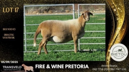 1+1 X MEATMASTER RECORDED EWE BIETOU