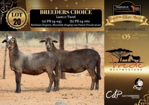 2 X MEATMASTER NOT RECORDED EWE VREDE MEATMASTERS