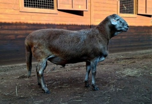 WITHDRAWN - 1 X MEATMASTER RECORDED RAM HAKUNA MATATA MEATMASTERS