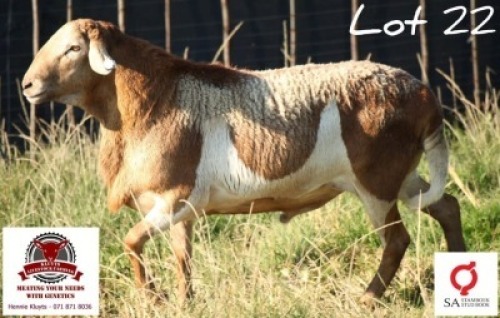 WITHDRAWN - 1 X MEATMASTER RECORDED RAM KLUYTS LIVESTOCK FARMING (PTY) LTD