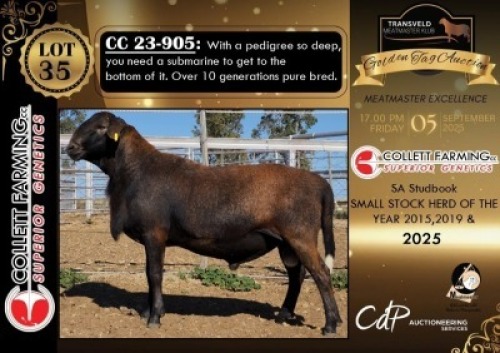1 X MEATMASTER RECORDED RAM COLLETT FARMING CC SUPERIOR GENETICS