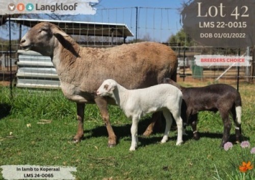 1+2 X MEATMASTER RECORDED EWE LANGKLOOF GAME FARM