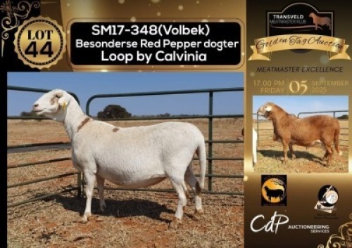 1 X MEATMASTER NOT RECORDED PREGNANT EWE NEW HEAVEN