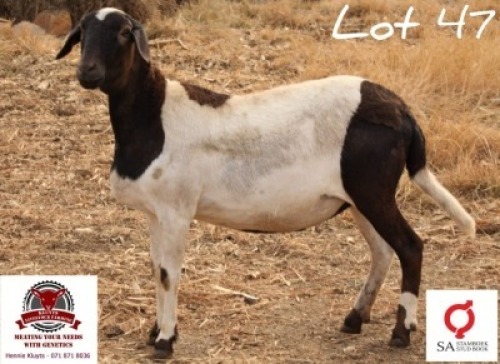 WITHDRAWN - 1 X MEATMASTER EWE