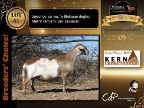 1+1 X MEATMASTER RECORDED PREGNANT EWE KERN MEATMASTERS