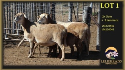 2+3 X MEATMASTER EWE Leliekrans Meatmasters (Per animal to take the lot)