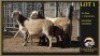2+3 X MEATMASTER EWE Leliekrans Meatmasters (Per animal to take the lot)