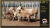 2+3 X MEATMASTER EWE Leliekrans Meatmasters (Per animal to take the lot) - 2