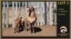 1+2 X MEATMASTER EWE Leliekrans Meatmasters - 2