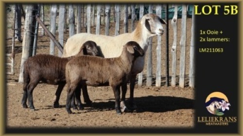 1+2 X MEATMASTER EWE Leliekrans Meatmasters