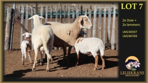 2+2 X MEATMASTER EWE Leliekrans Meatmasters (Per animal to take the lot)