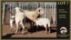 2+2 X MEATMASTER EWE Leliekrans Meatmasters (Per animal to take the lot)