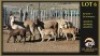 3+3 X MEATMASTER EWE Leliekrans Meatmasters (Per animal to take the lot)