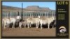 3+3 X MEATMASTER EWE Leliekrans Meatmasters (Per animal to take the lot)