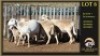 3+3 X MEATMASTER EWE Leliekrans Meatmasters (Per animal to take the lot) - 2