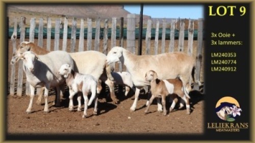 3+3 X MEATMASTER EWE Leliekrans Meatmasters (Per animal to take the lot)
