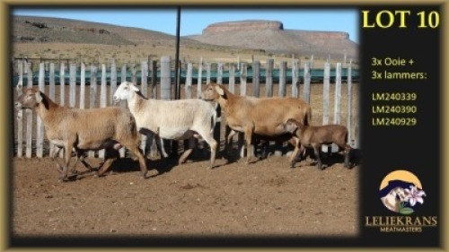 3+3 X MEATMASTER EWE Leliekrans Meatmasters (Per animal to take the lot)