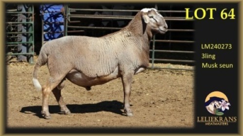 1 X MEATMASTER RAM Leliekrans Meatmasters