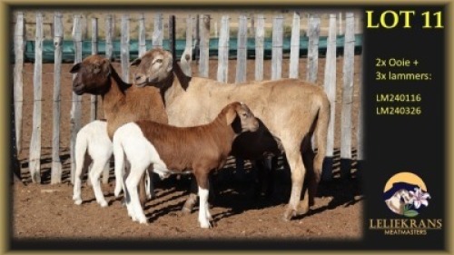 2+3 X MEATMASTER EWE Leliekrans Meatmasters (Per animal to take the lot)