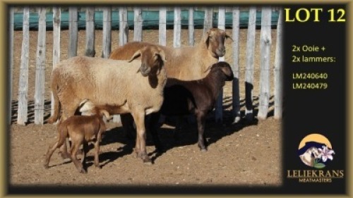 2+2 X MEATMASTER EWE Leliekrans Meatmasters (Per animal to take the lot)