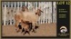 2+2 X MEATMASTER EWE Leliekrans Meatmasters (Per animal to take the lot) - 2