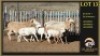 3+3 X MEATMASTER EWE Leliekrans Meatmasters (Per animal to take the lot) - 2