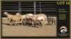 3+3 X MEATMASTER EWE Leliekrans Meatmasters (Per animal to take the lot)