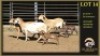 3+3 X MEATMASTER EWE Leliekrans Meatmasters (Per animal to take the lot) - 2