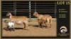 2+2 X MEATMASTER EWE Leliekrans Meatmasters (Per animal to take the lot) - 2